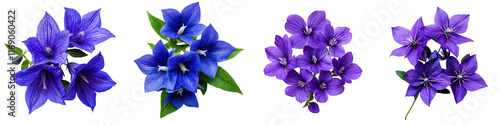 Vibrant Blue and Purple Flowers with Green Leaves on White Background