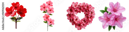 Colorful Collection of Azalea Flowers in Various Arrangements