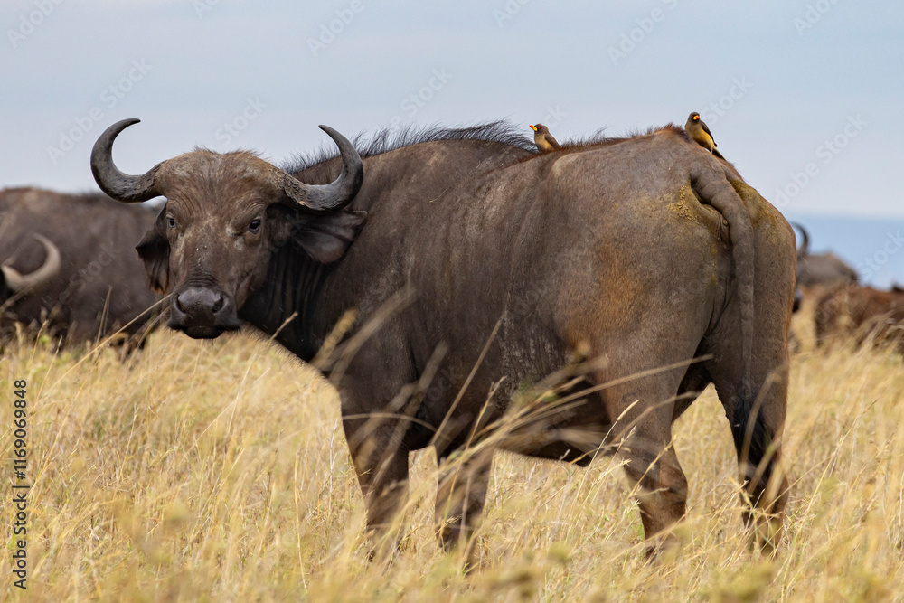 Cape buffalo with Red-billed oxpecker (Buphagus erythrorhynchus) on his back in endless plains of Serengeti Area in Tanzania, East Africa Cape buffalo with Red-billed oxpecker (Buphagus erythrorhynchus) on his back in endless plains of Serengeti Area in Tanzania, East Africa