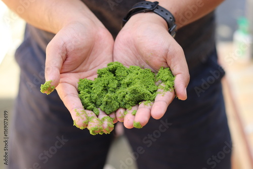 Natural Fish Feed: Fresh Water Algae Close-Up photo