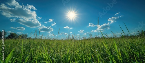 Sunny day over a vibrant green field with blue sky and fluffy clouds.