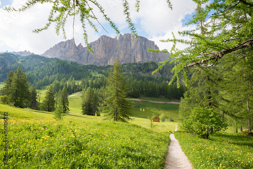 footpath Pisciadu - Colfosco, idyllic alpine spring landscape with flower meadow, dolomites alps photo