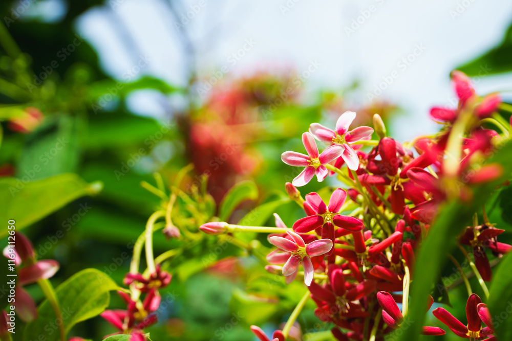 Closeup colorful nature flower with blurry background using as fresh ecology concept Closeup colorful nature flower with blurry background using as fresh ecology concept