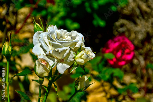 Beautiful white rose in sunlight. It's in a garden. There's also a pink rose in background. photo