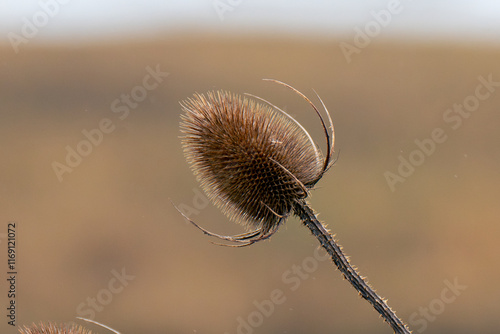 thistle in the wind