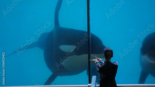 Killer Whale in Captivity