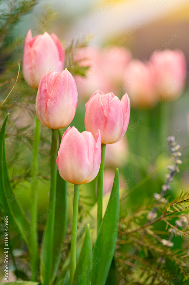 Fototapeta premium Pink tulips blooming in a colorful garden during spring