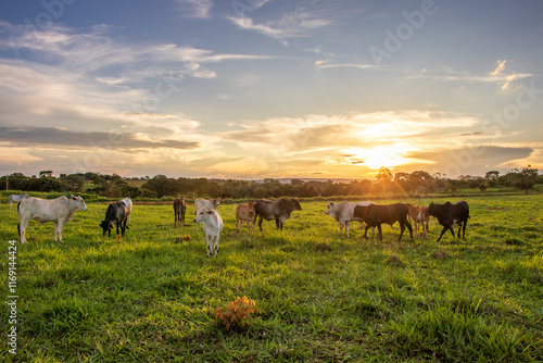 Fotografie cattle in the pasture with the sunset