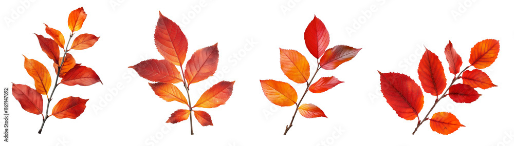 Red and orange autumn leaves on branch against isolated on a white or transparent background, Cut out PNG Red and orange autumn leaves on branch against isolated on a white or transparent background, Cut out PNG