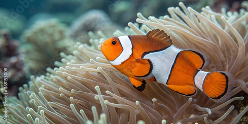 Enchanting Clownfish with Their Endearing Charm in a Vibrant Coral Reef