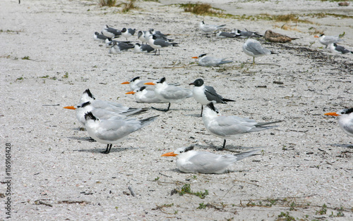 Photography Flock of seagulls and terns, ocean birds on a beach on Sanibel Island, Florida