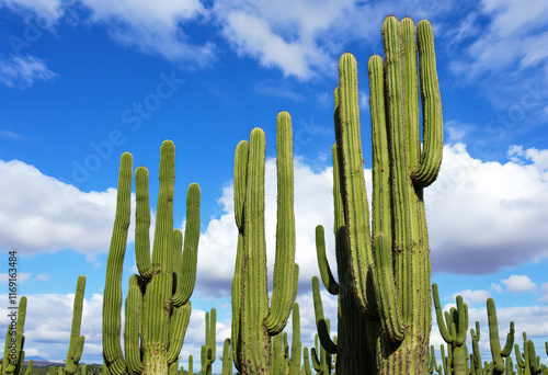 A field of tall, green cactus plants with spines and various shapes against a blue sky with clouds