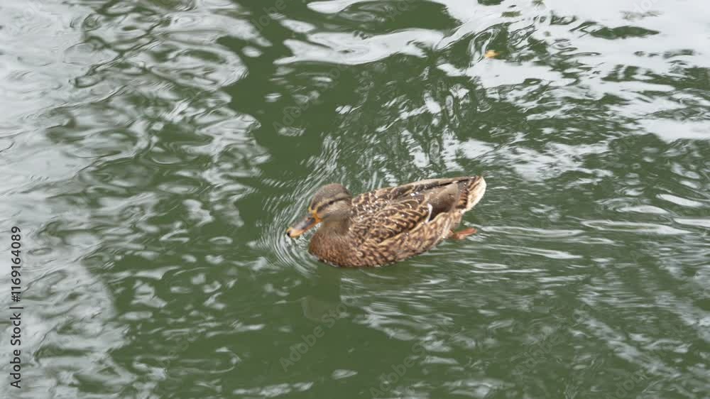 Duck swims gracefully on a serene lake during a calm afternoon Duck swims gracefully on a serene lake during a calm afternoon