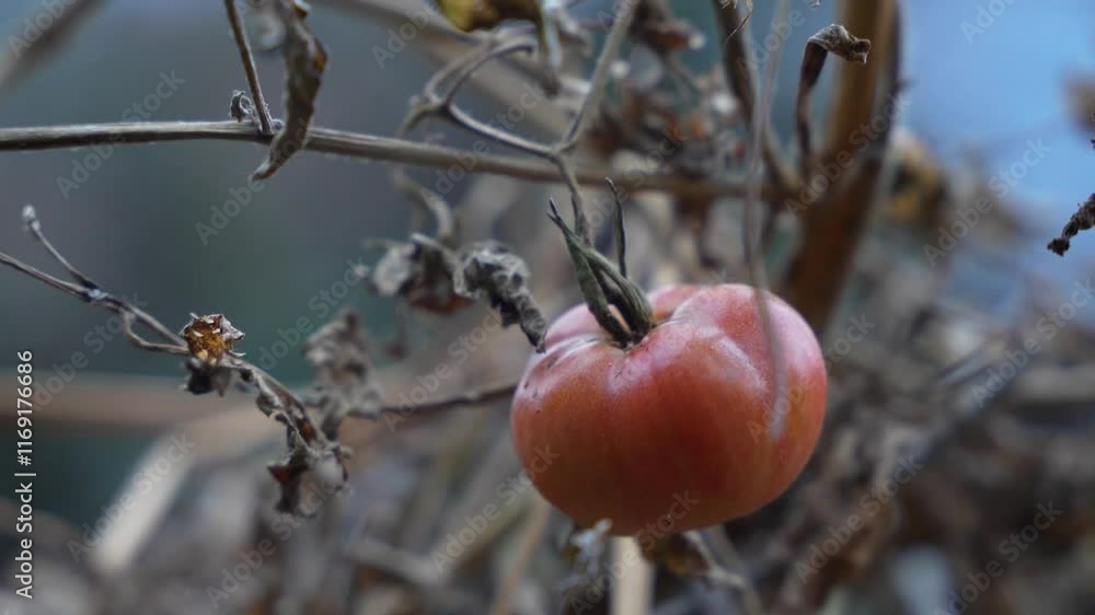 A single ripe Kashmiri red tomato hanging on a withered plant in the winter as the drought prolongs A single ripe Kashmiri red tomato hanging on a withered plant in the winter as the drought prolongs