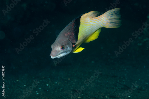 Bodianus mesothorax,  appartenente alla famiglia Labridae su sabbia lavica nera photo