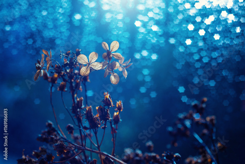 Kwiaty suszonej hortensji na niebieskim tle, efekt bokeh, puste miejsce, tapeta	