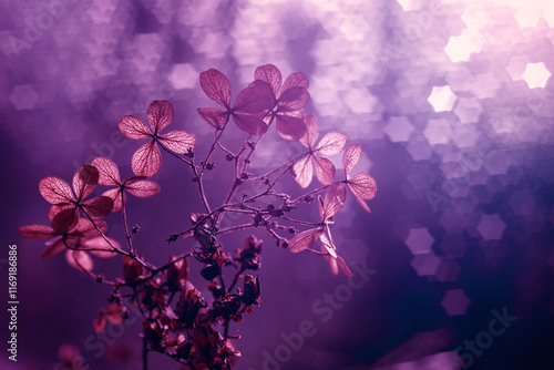 Kwiaty suszonej hortensji na fioletowym tle, efekt bokeh, puste miejsce, tapeta	