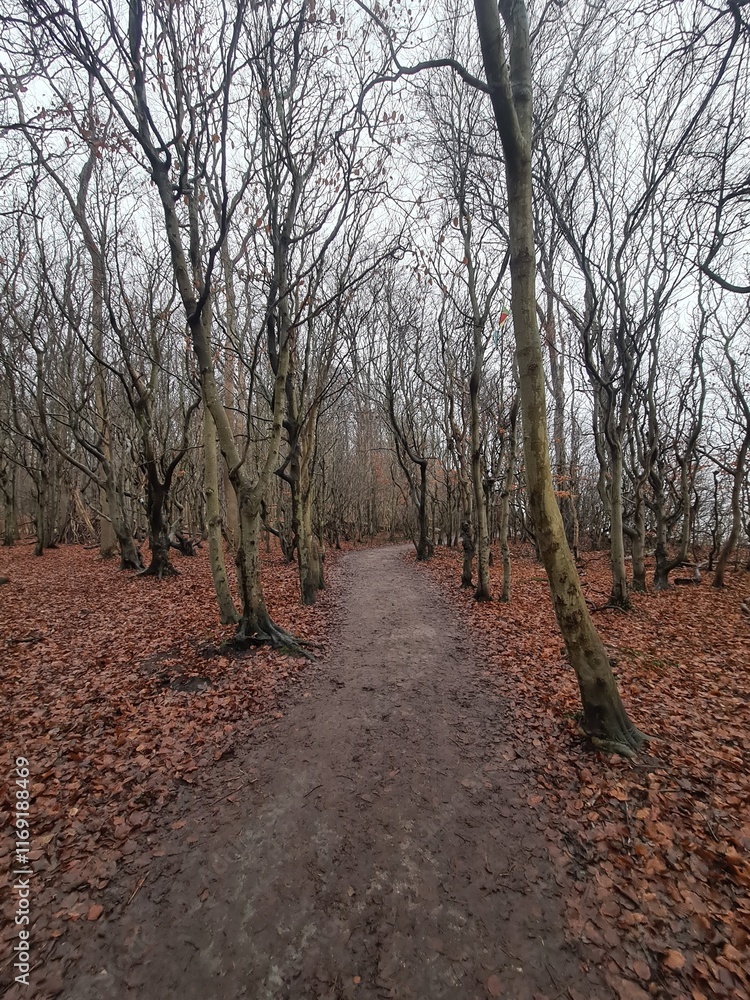 Fototapeta premium Wanderpfad durch den bekannten Geisterwald in Nienhagen, Mecklenburg - Vorpommern