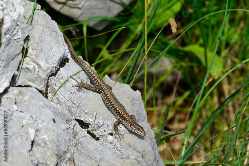 Common wall lizard - male // Mauereidechse - Männchen (Podarcis muralis albanica) - Lovcen National Park, Montenegro photo