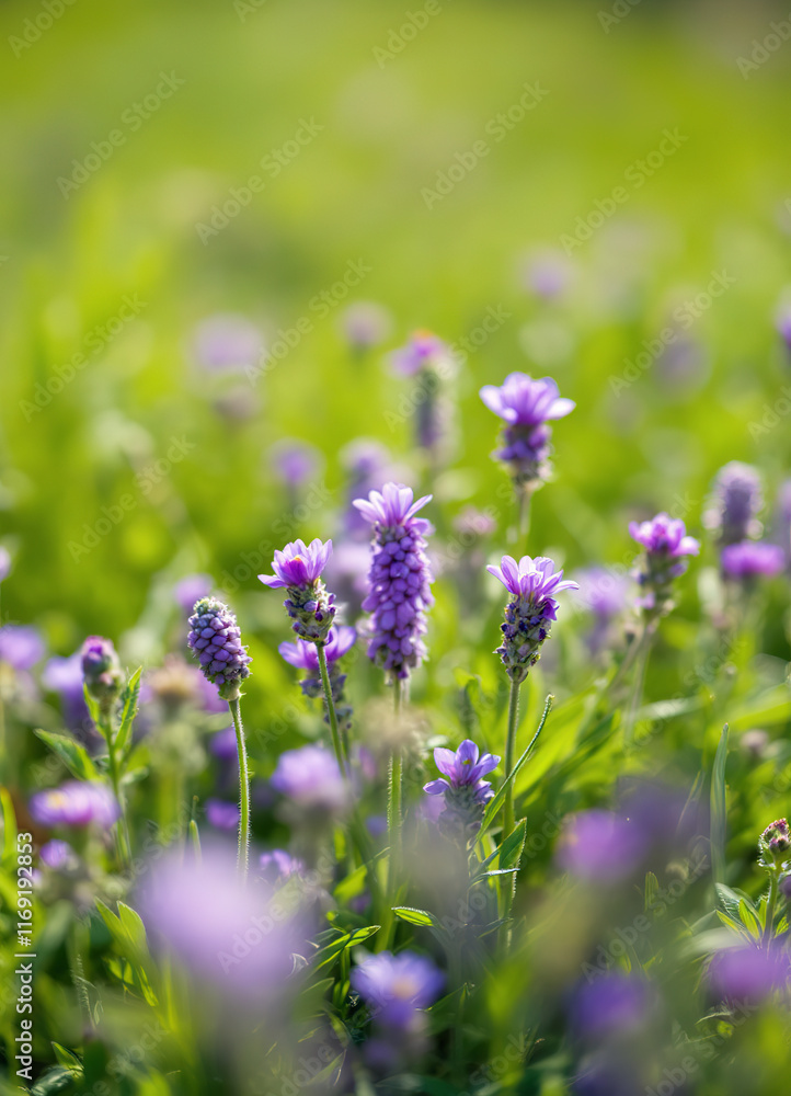 Blooming Alpine meadow. Alpine green summer meadow with blooming purple flowers. Alpine highlands. Blooming meadow of the highlands. Blooming Alpine meadow. Alpine green summer meadow with blooming purple flowers. Alpine highlands. Blooming meadow of the highlands.