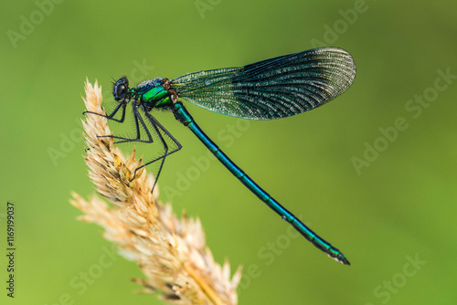 Gebänderte Prachtlibelle - Calopteryx splendens