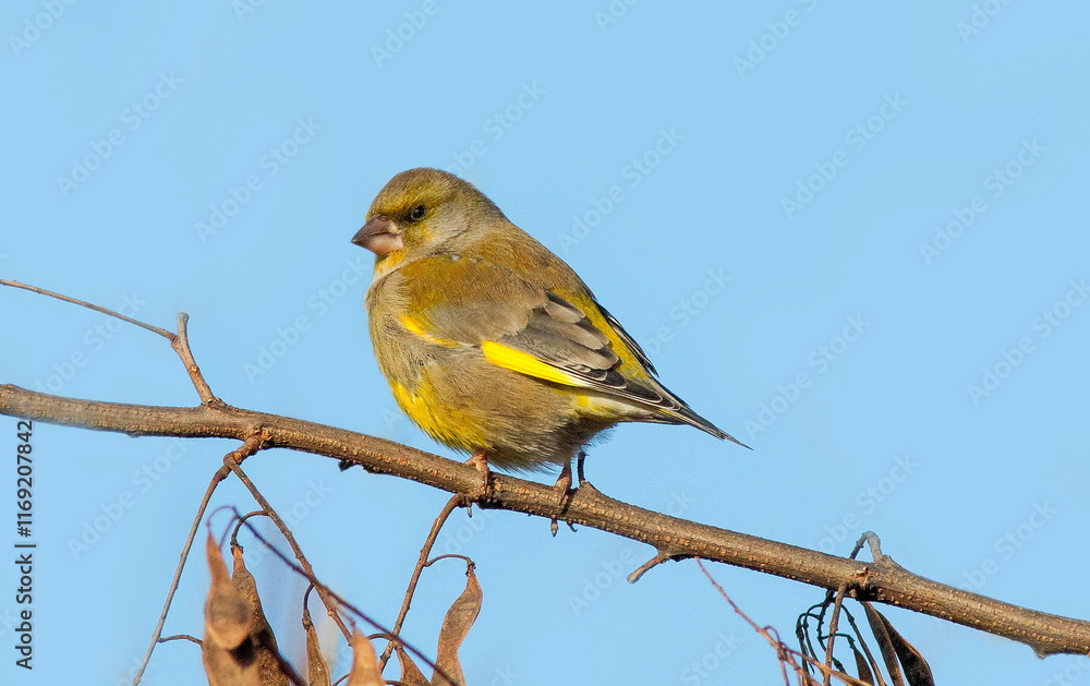 Obraz premium robin on a branch