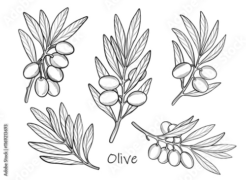 Vector illustration of olive branches, black and white elements