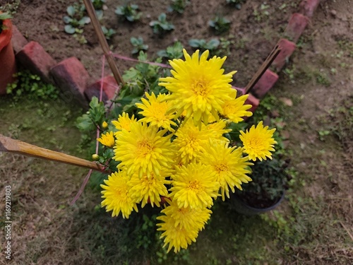 Yellow chrysanthemum flowers in the garden photo