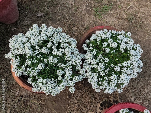 Sweet alyssum flower pots in the garden