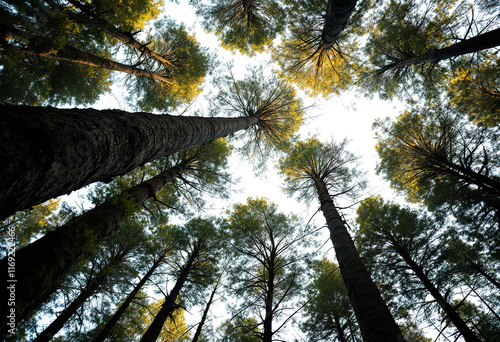 View up to the treetops in a forest near port renfrew photo