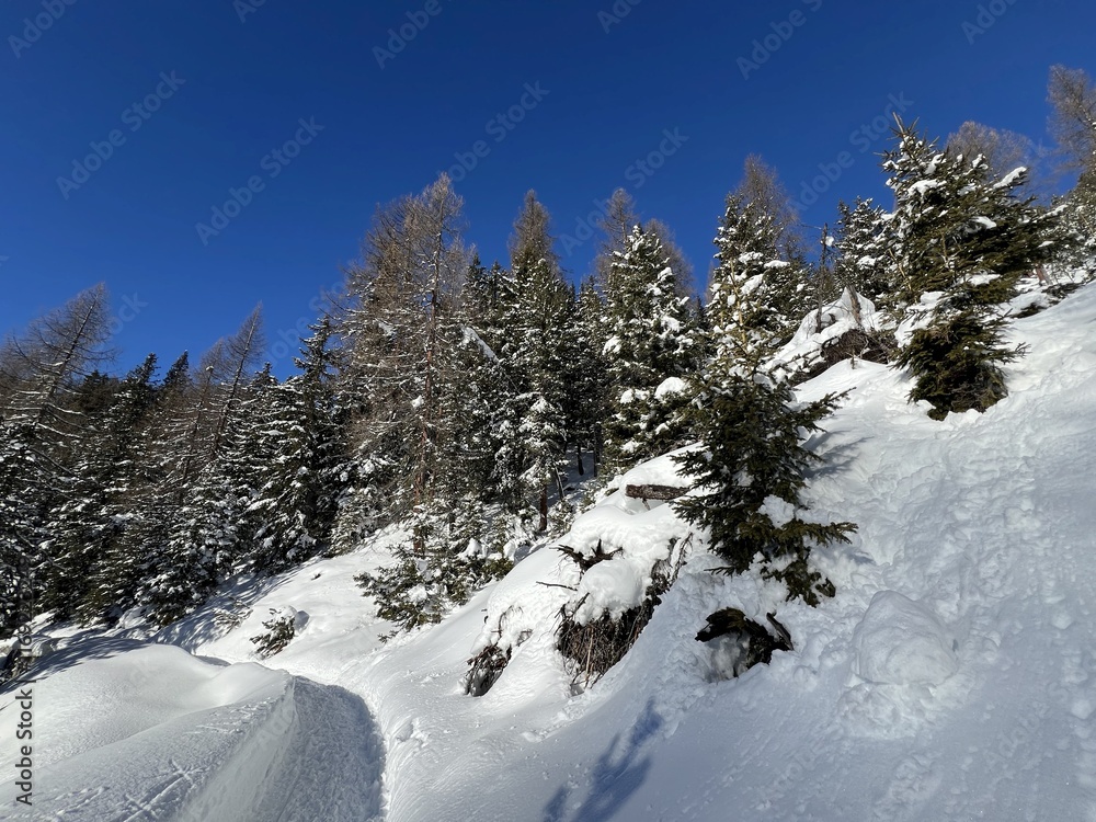Fototapeta premium Picturesque canopies of alpine trees in a typical winter atmosphere in the Swiss Alps and over the tourist resort of Davos - Canton of Grisons, Switzerland (Kanton Graubünden, Schweiz)