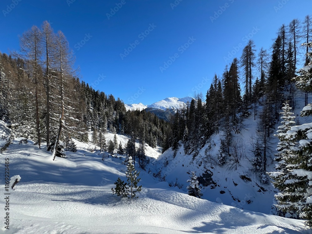 Picturesque canopies of alpine trees in a typical winter atmosphere in the Swiss Alps and over the tourist resort of Davos - Canton of Grisons, Switzerland (Kanton Graubünden, Schweiz) Picturesque canopies of alpine trees in a typical winter atmosphere in the Swiss Alps and over the tourist resort of Davos - Canton of Grisons, Switzerland (Kanton Graubünden, Schweiz)