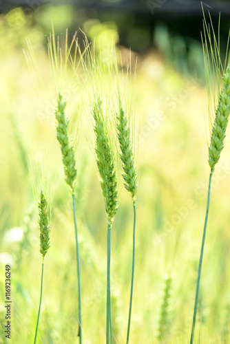 closeup the bunch ripe green wheat stitch plant growing with leaves in the farm field soft focus natural green brown background.