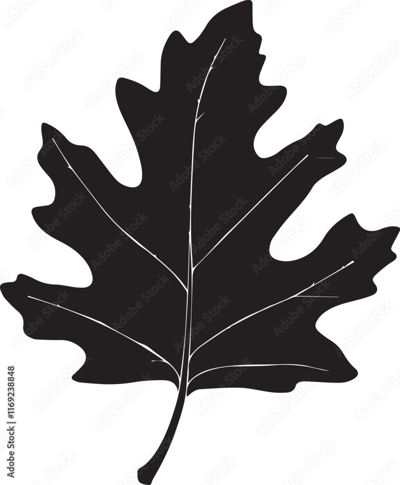 Obraz premium Black flat Oak leaf isolated on white background