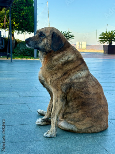 Dog beach chairs fat stray dog