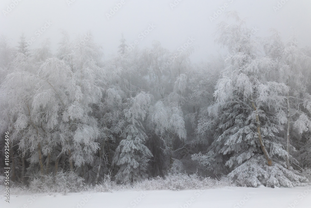 White, frozen trees in the misty, winter forest White, frozen trees in the misty, winter forest