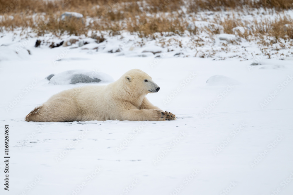 Polar bear resting on snow covered ground