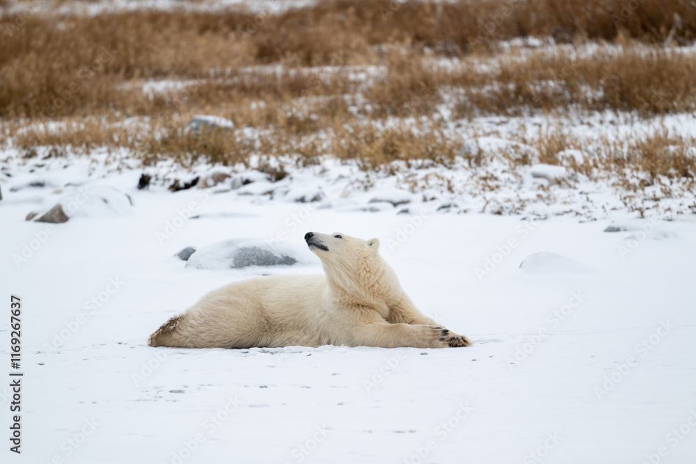 Polar bear resting on snow covered ground