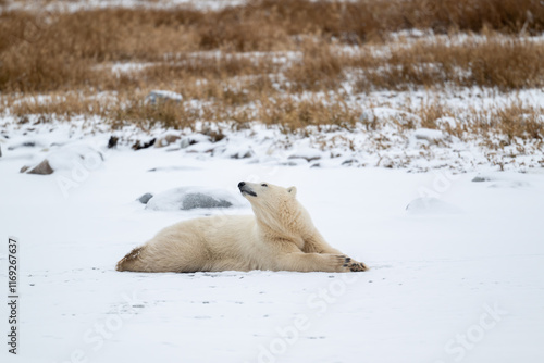 Polar bear resting on snow covered ground