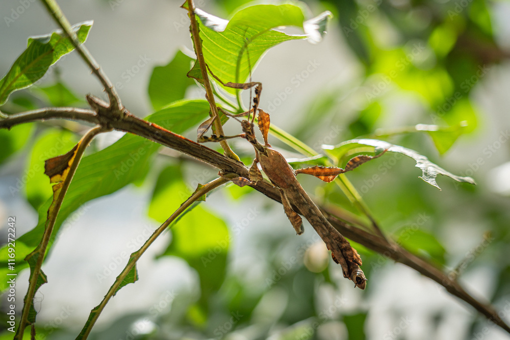 walking stick phasme walking stick phasme