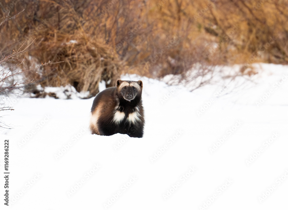 Wolverine on a frozen lake near Churchill Manitoba