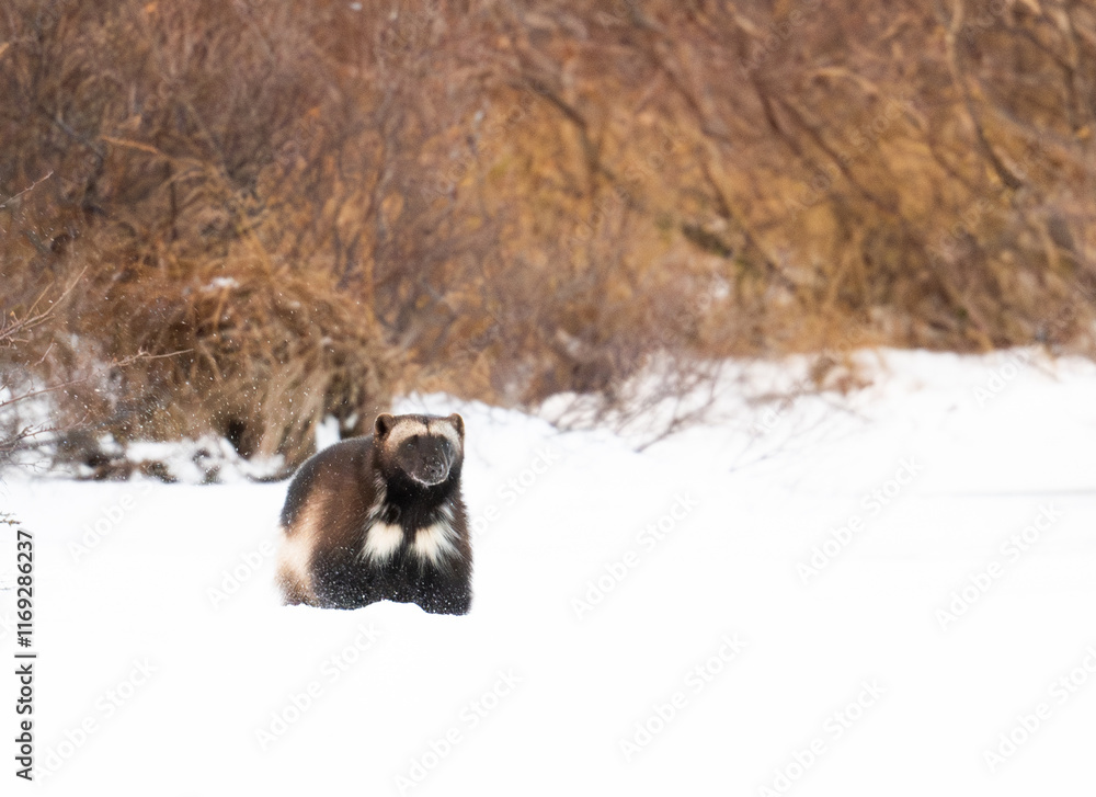 Wolverine on a frozen lake near Churchill Manitoba