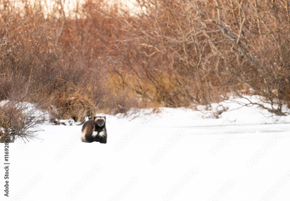 Wolverine on a frozen lake near Churchill Manitoba