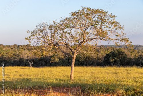 Brazilian cerrado biome tree