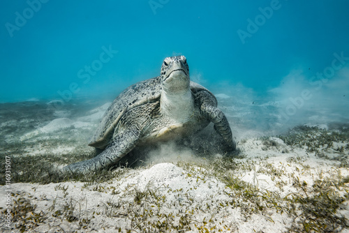Real Sea Turtle underwater