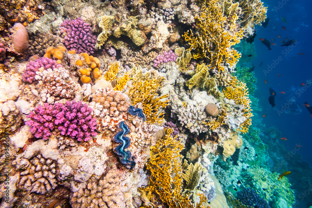 Underwater view of a coral at the Red Sea, Egypt