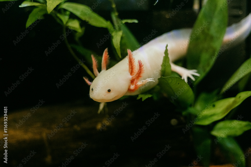 Obraz premium Pink axolotl swimming around in a natural planted freshwater tank (Ambystoma mexicanum)
