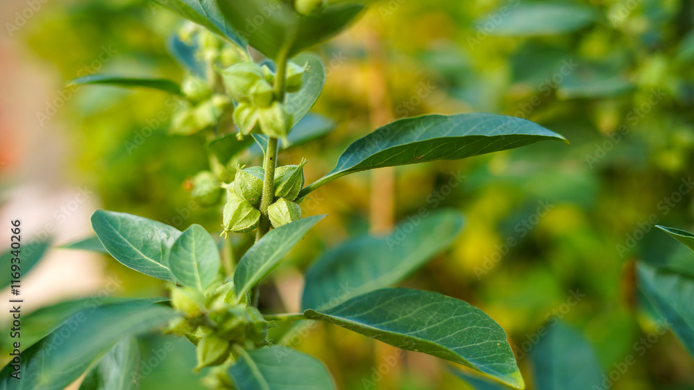 Fototapeta premium Close-up of fresh Ashwagandha buds, pods, leaves and plant. Withania somnifera plant known as Indian ginseng herbs, poisonous gooseberry, or winter cherry. Macro shot of ayurvedic herb, medicine