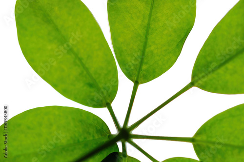 Green leaves isolated in white photo