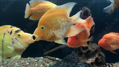 Two red parrot fish (Blood parrot cichlid) kissing. photo